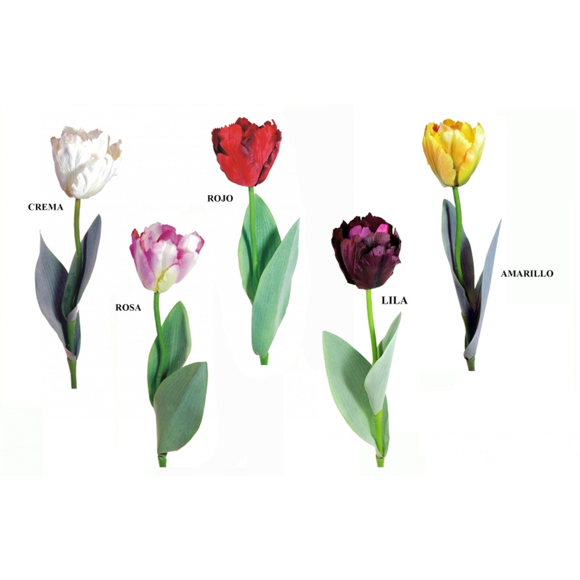 FLOR 142 -57x8 TULIPAN-