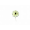 FLOR 216 -60x10 GERBERA-