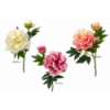 FLOR 240 -48x13 PEONIA x2-