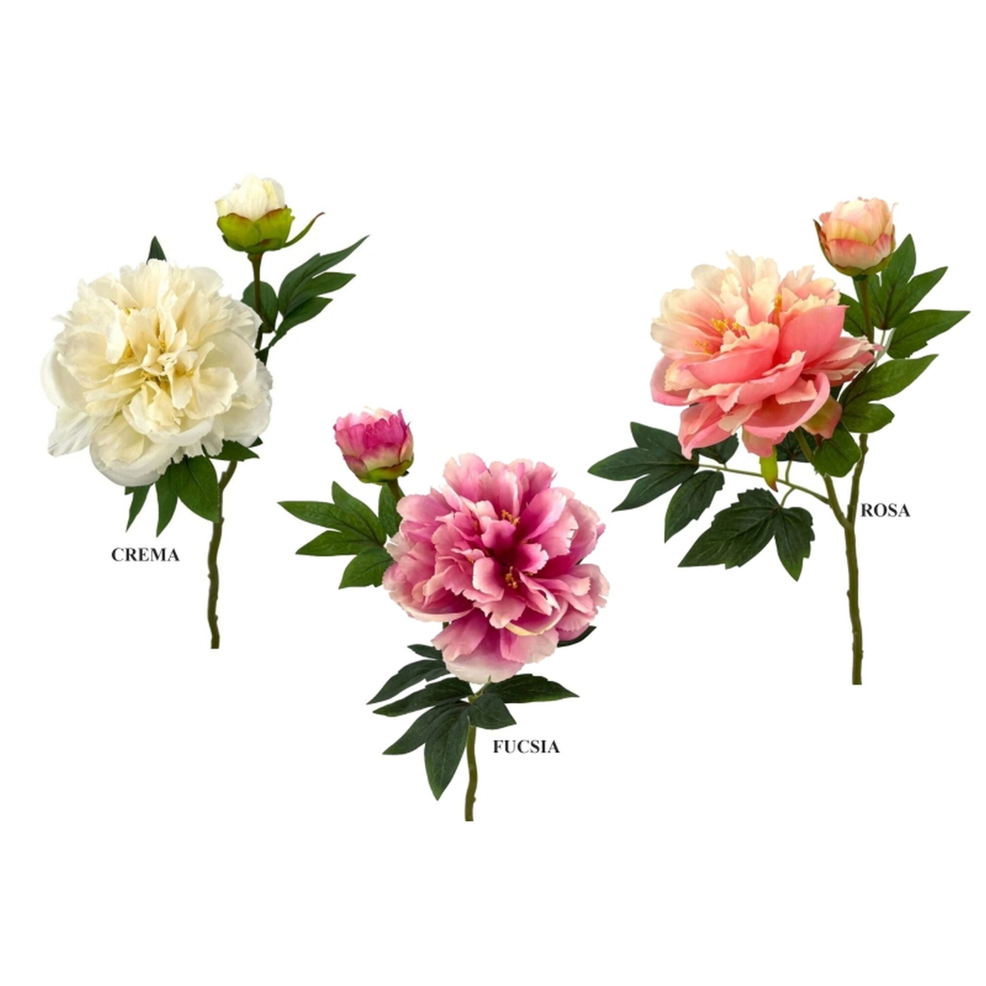 FLOR 240 -48x13 PEONIA x2-