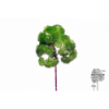 VERDE 675 -45 cms. SEDUM-