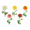 FLOR 708 -50x10 RANUNCULO-