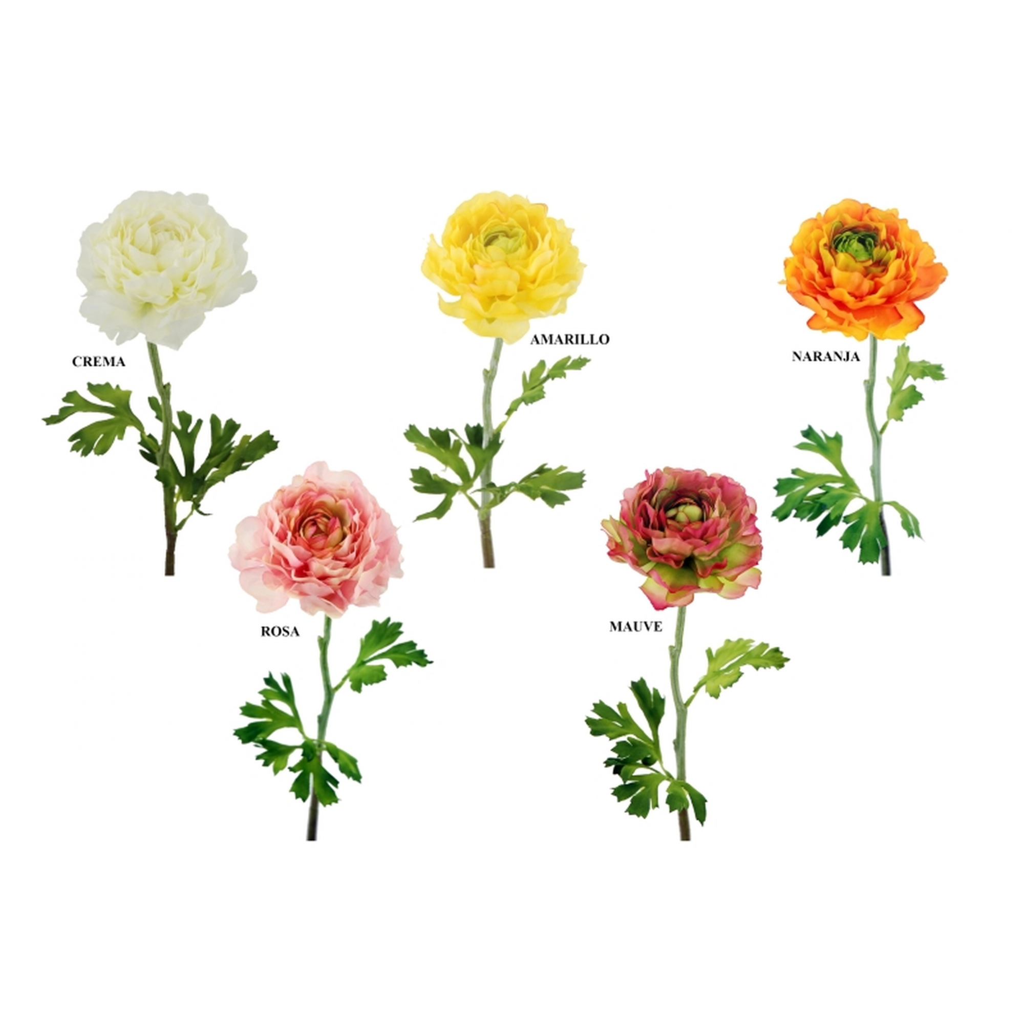 FLOR 708 -50x10 RANUNCULO-