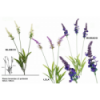 FLOR 711 -62 cms. LAVANDA x3-