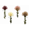 FLOR 713 -62x9 PROTEA-