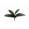 VERDE 5521 -27cms. HOJA ORQUIDEA x4-