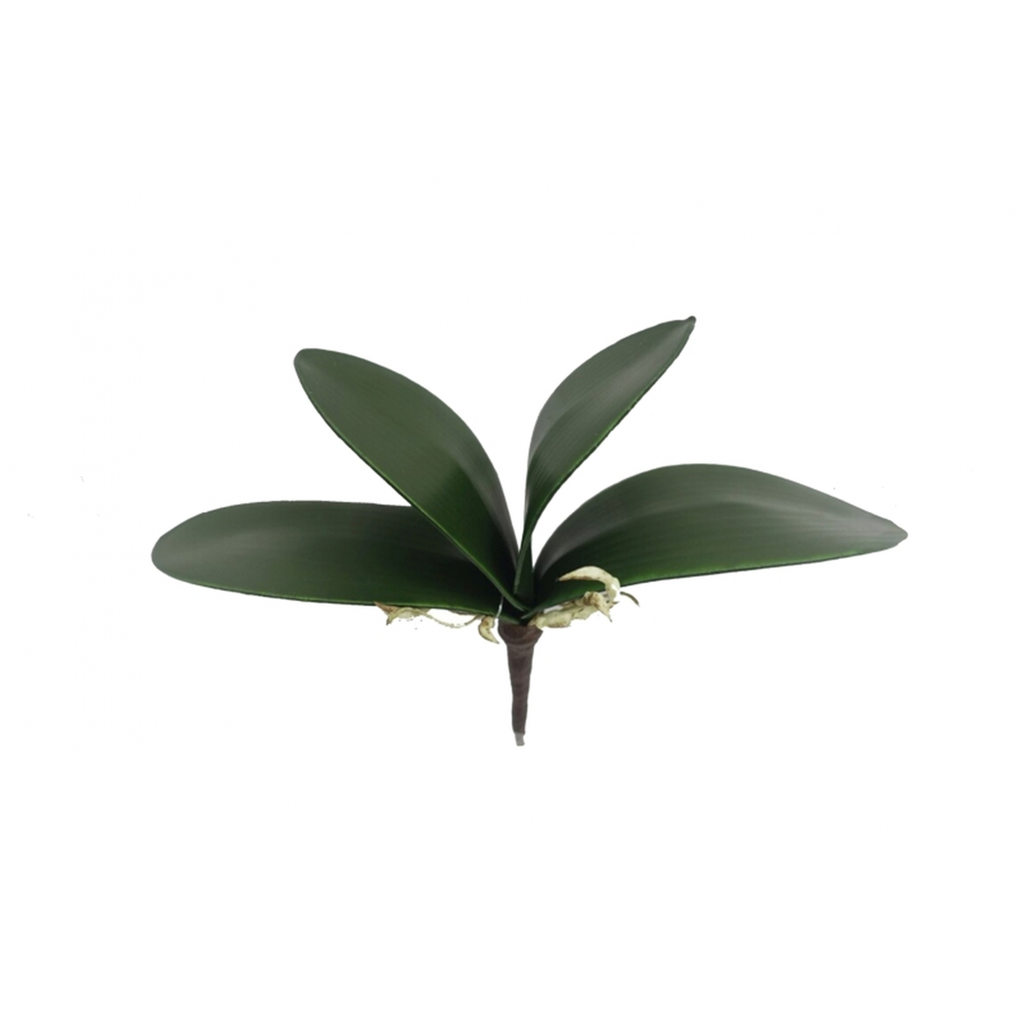 VERDE 5521 -27cms. HOJA ORQUIDEA x4-