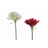 FLOR 2014 -60 cms. AMARYLLIS-