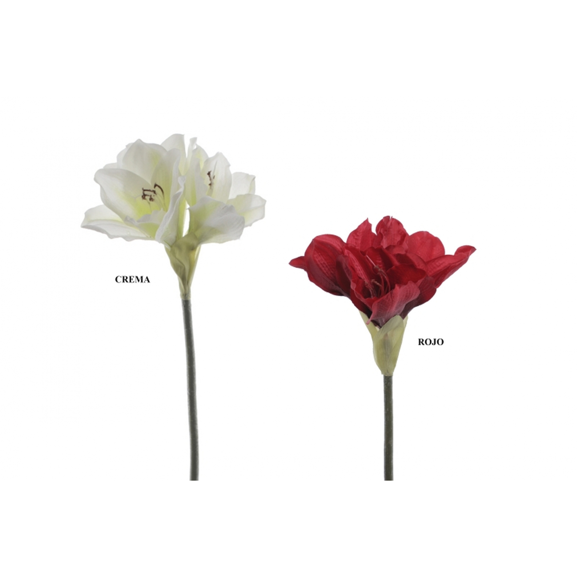 FLOR 2014 -60 cms. AMARYLLIS-