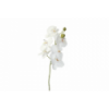 FLOR 3000 -75 cms. PHALENOPSIS-