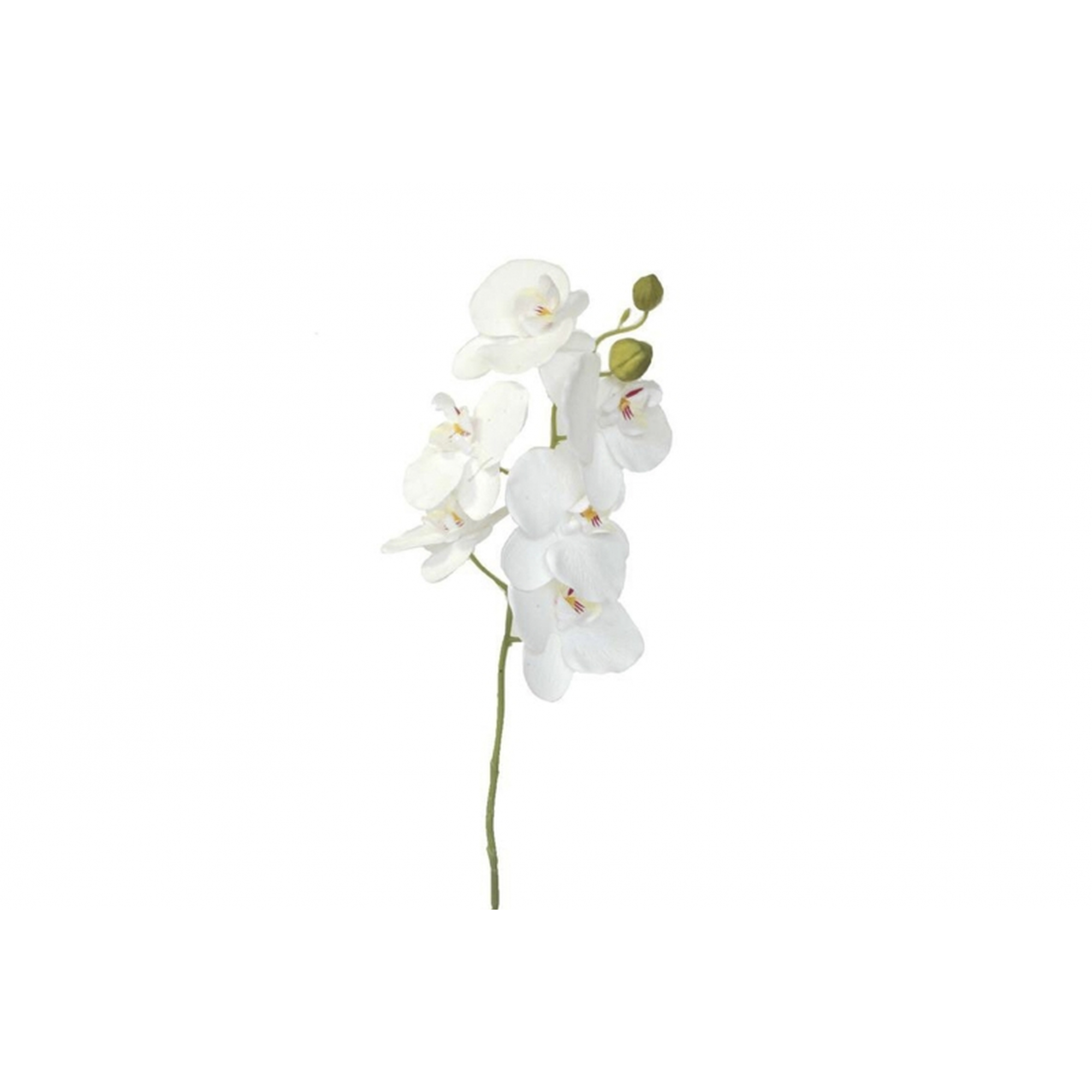 FLOR 3000 -75 cms. PHALENOPSIS-