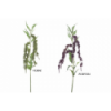 FLOR 4640 -AMARANTHUS-