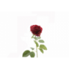 FLOR 5131 -66 cms. ROSA VENDELA-