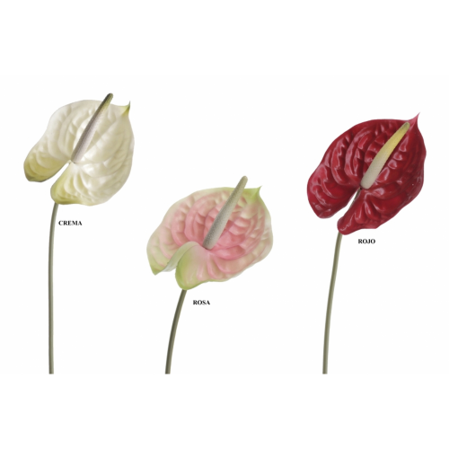FLOR 7256 -70x13 ANTHURIUM-