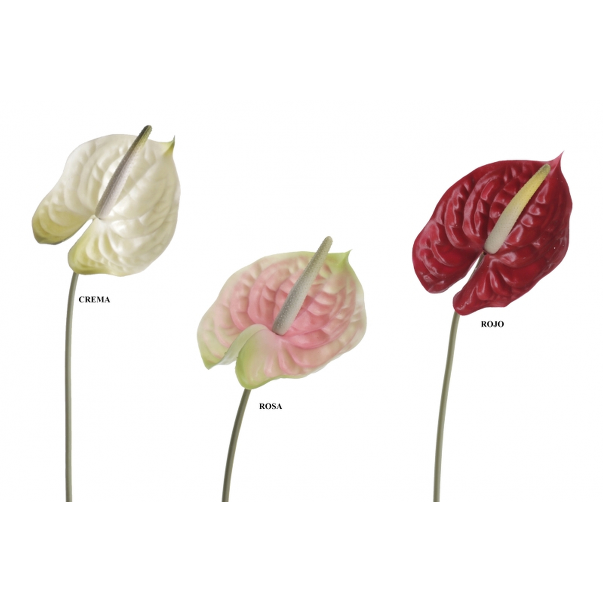 FLOR 7256 -70x13 ANTHURIUM-