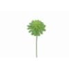 PLANTA 9430 -39x18 SUCCULENTA-