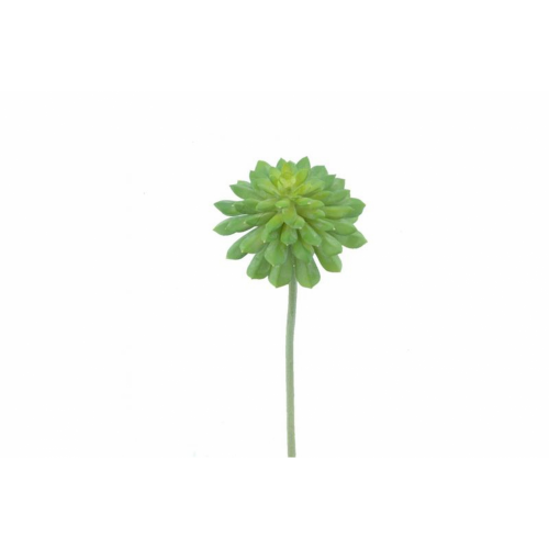 PLANTA 9430 -39x18 SUCCULENTA-