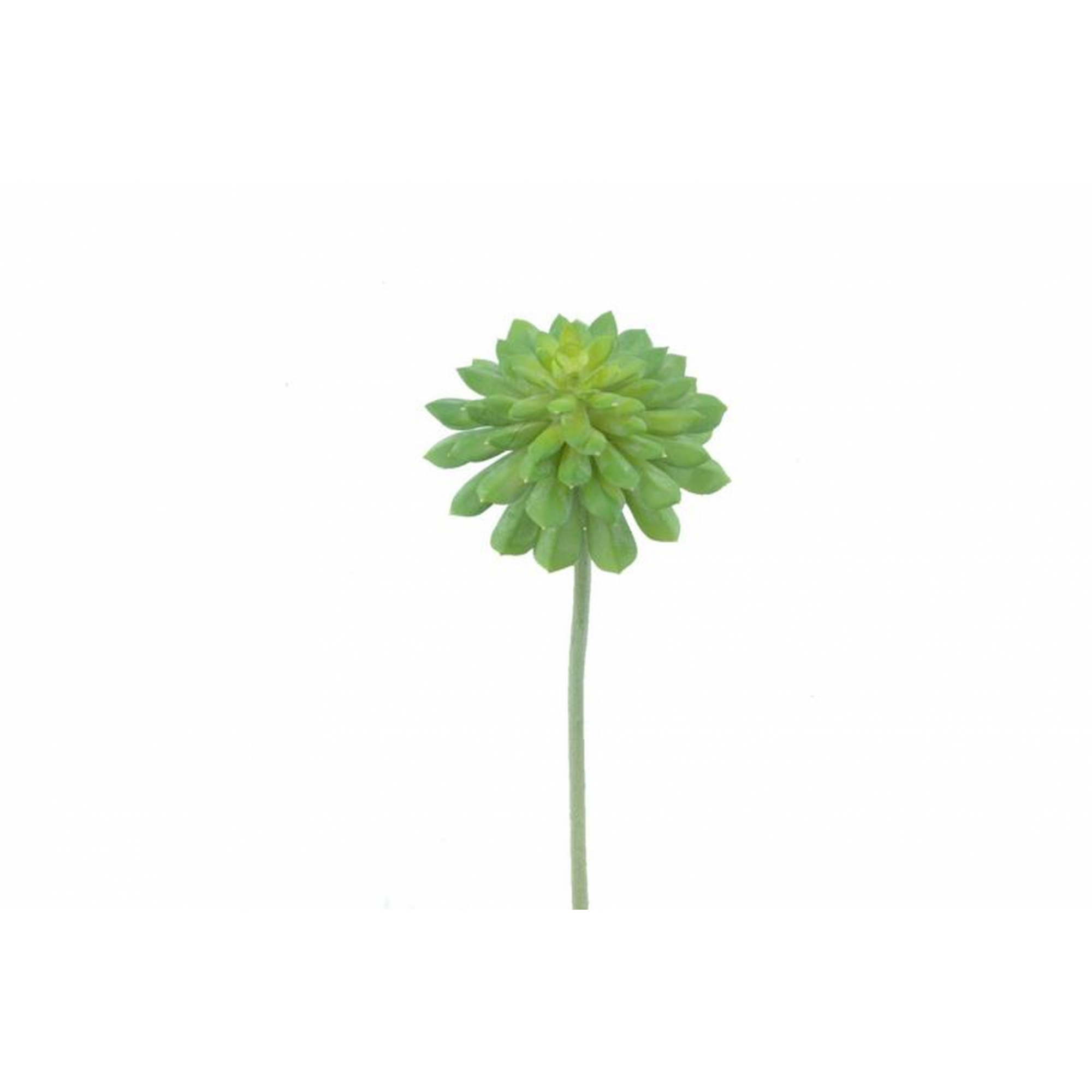 PLANTA 9430 -39x18 SUCCULENTA-