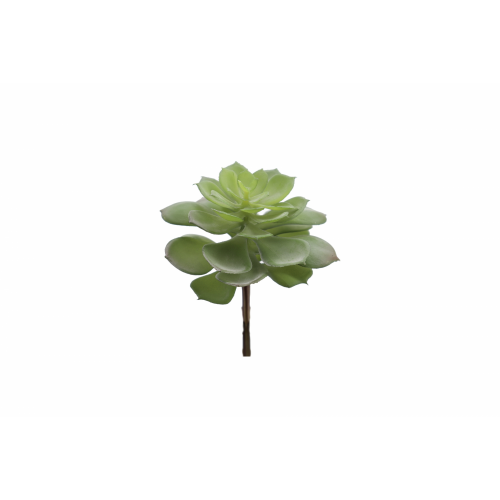 PLANTA 9740 -ECHEVERIA-