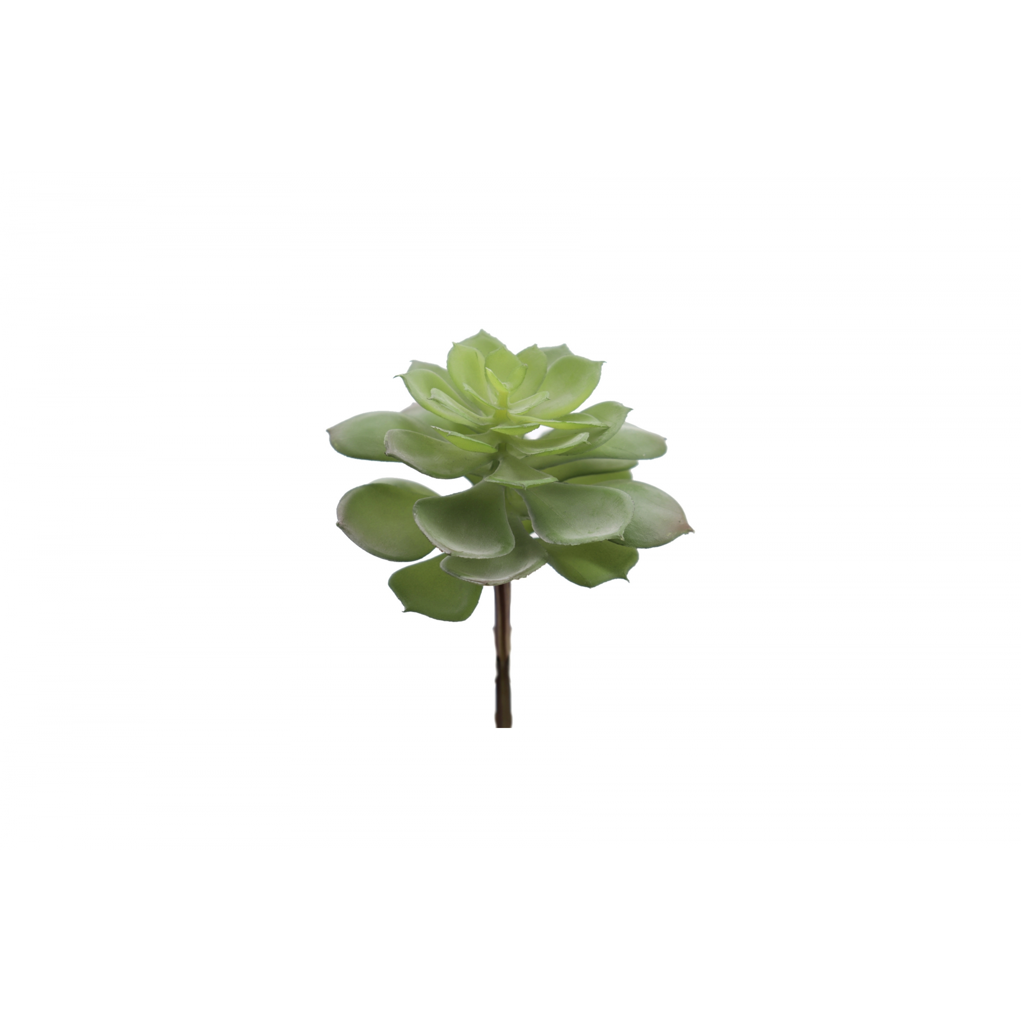 PLANTA 9740 -ECHEVERIA-