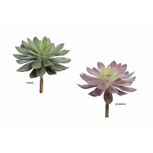 PLANTA 9742 -ECHEVERIA DEMESTIANA-