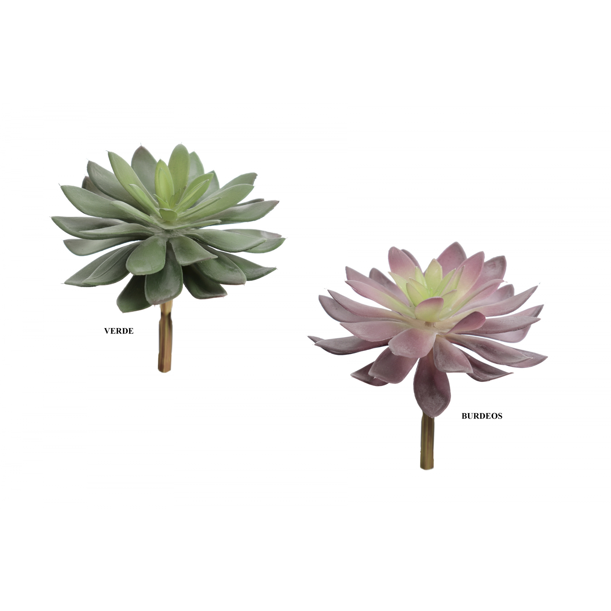 PLANTA 9742 -ECHEVERIA DEMESTIANA-
