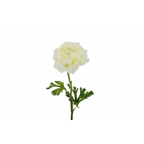 FLOR 2639 -50x10 RANUNCULO-