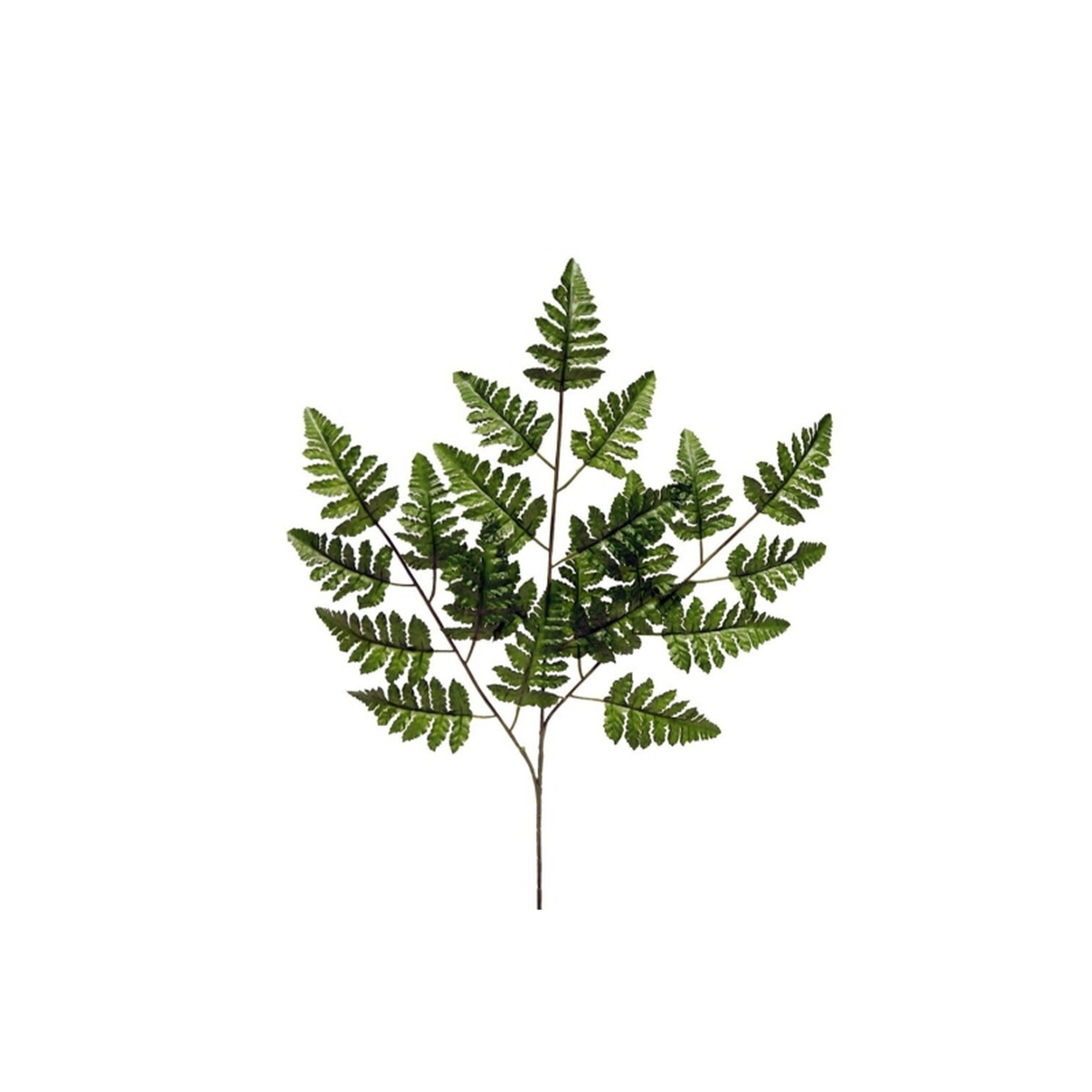 VERDE 404 -60cms. HELECHO x21-
