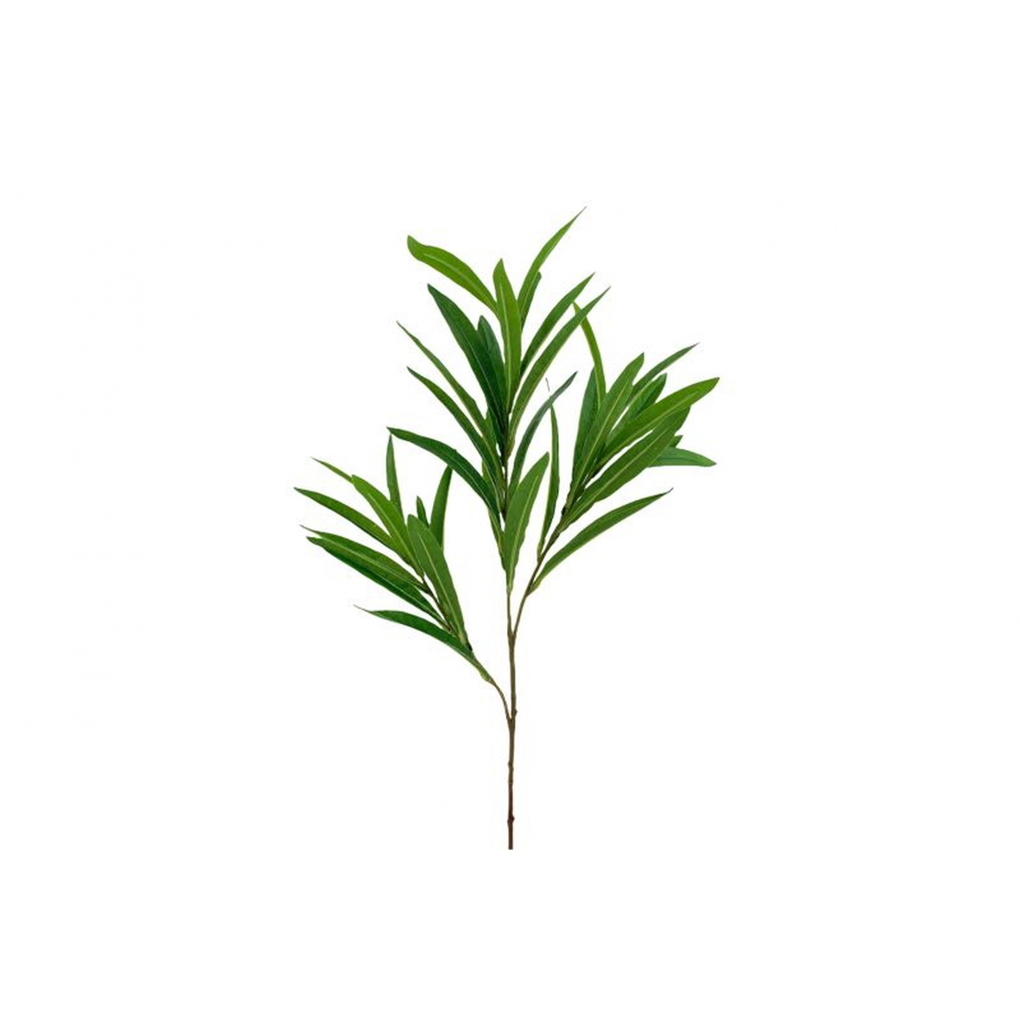 VERDE 692 -78 cms. HOJA ADELFA-