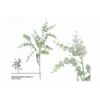 VERDE 718 -68 cms. EUCALIPTO-