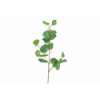 VERDE 6751 -72 cms. EUCALIPTO x3-
