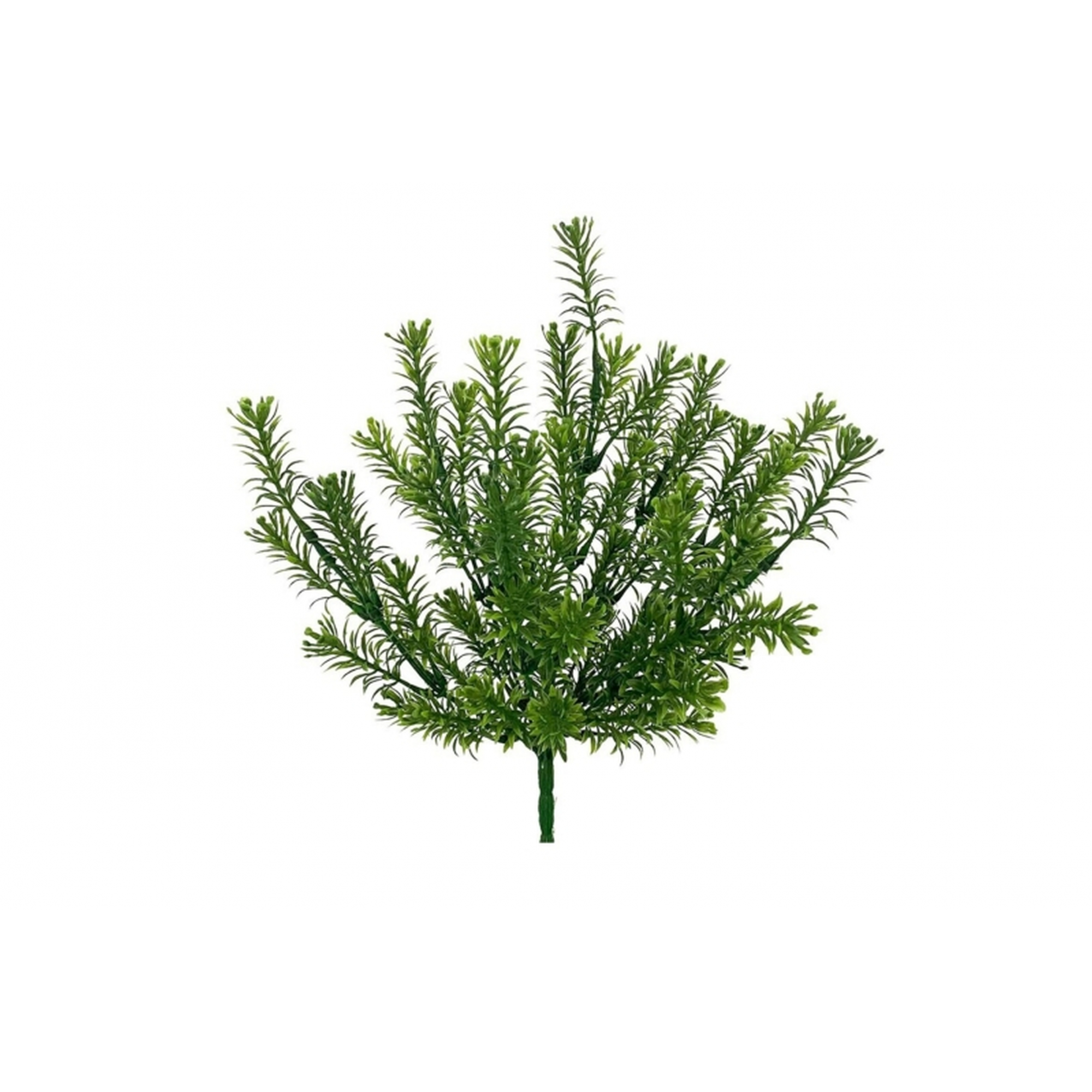 VERDE 7191 -30 cms. ROMERO x7-