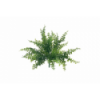 VERDE 7193 -30 cms. HELECHO x7-