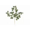 VERDE 2198 -72 cms. HOJA DE ROSA x45-