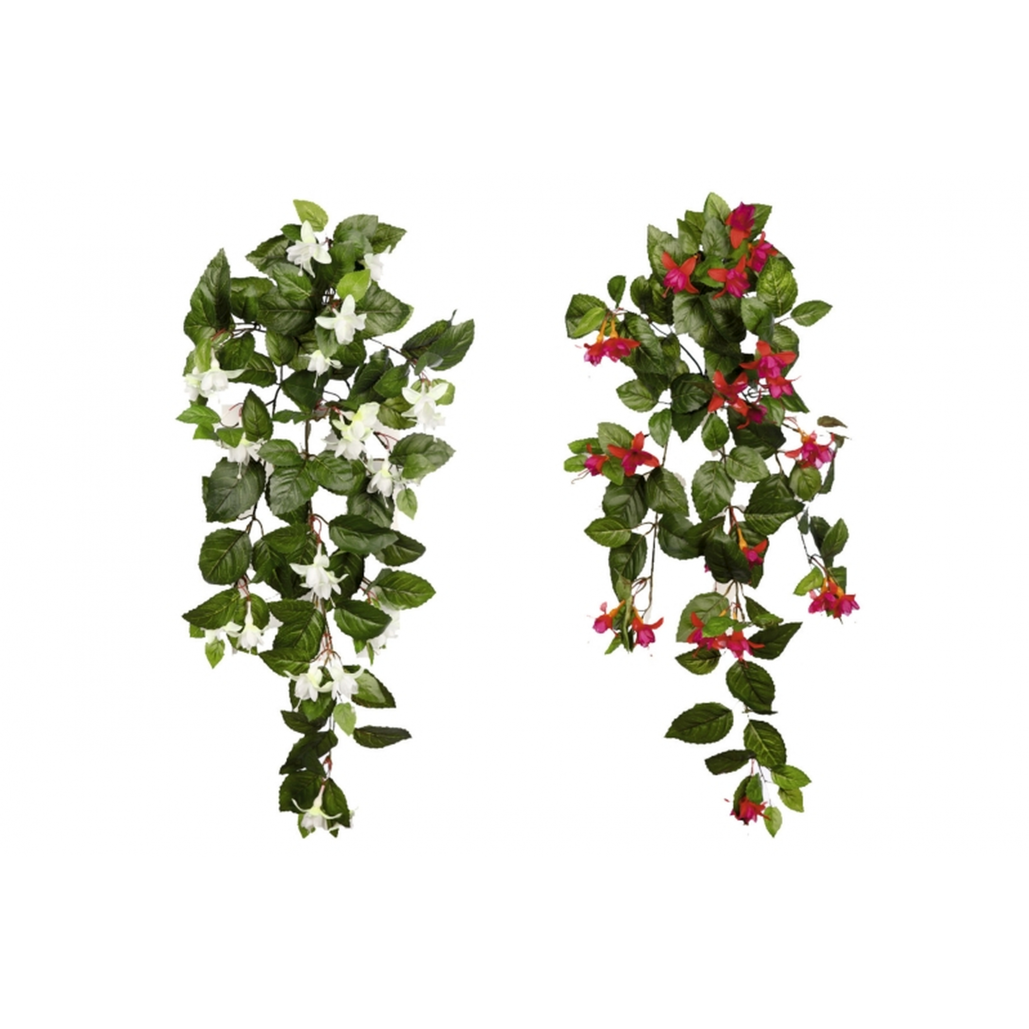 PLANTA 462 -80 cms.  FUCHSIA-