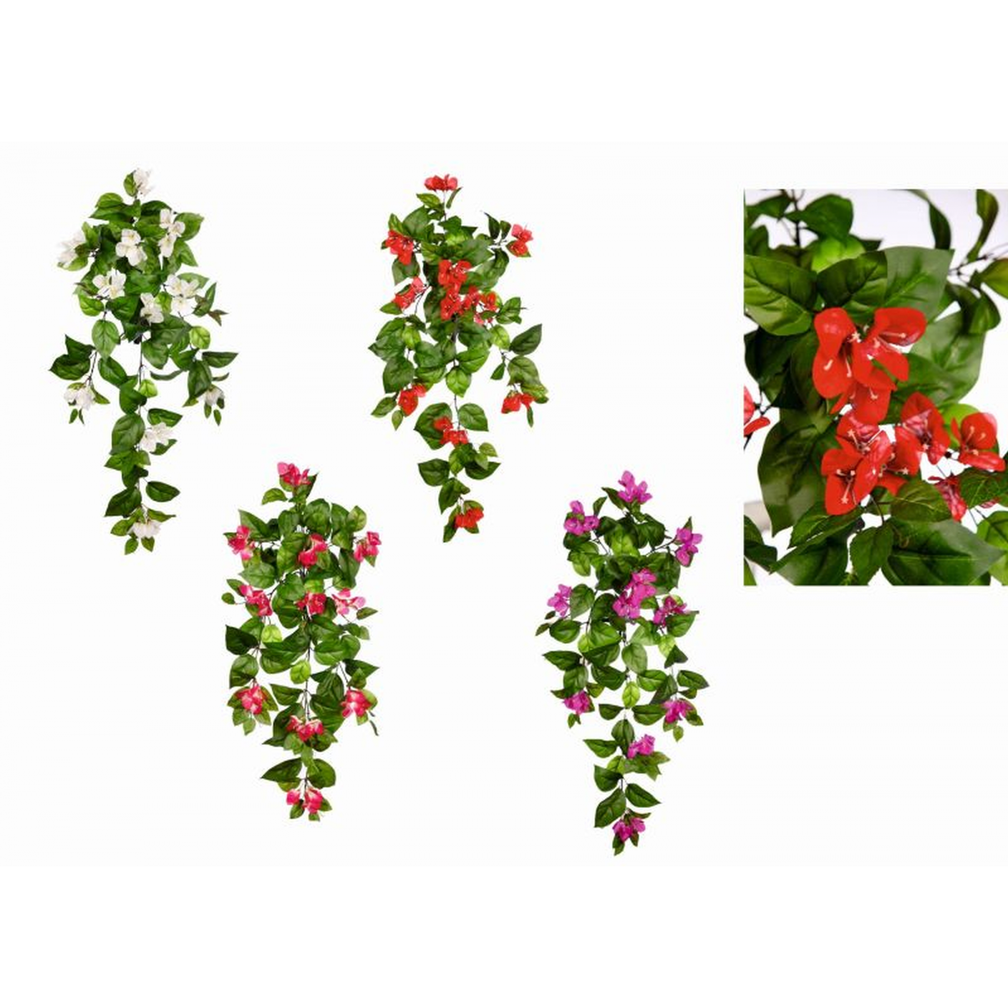 PLANTA 464 -50 cms.BUGANVILLA-