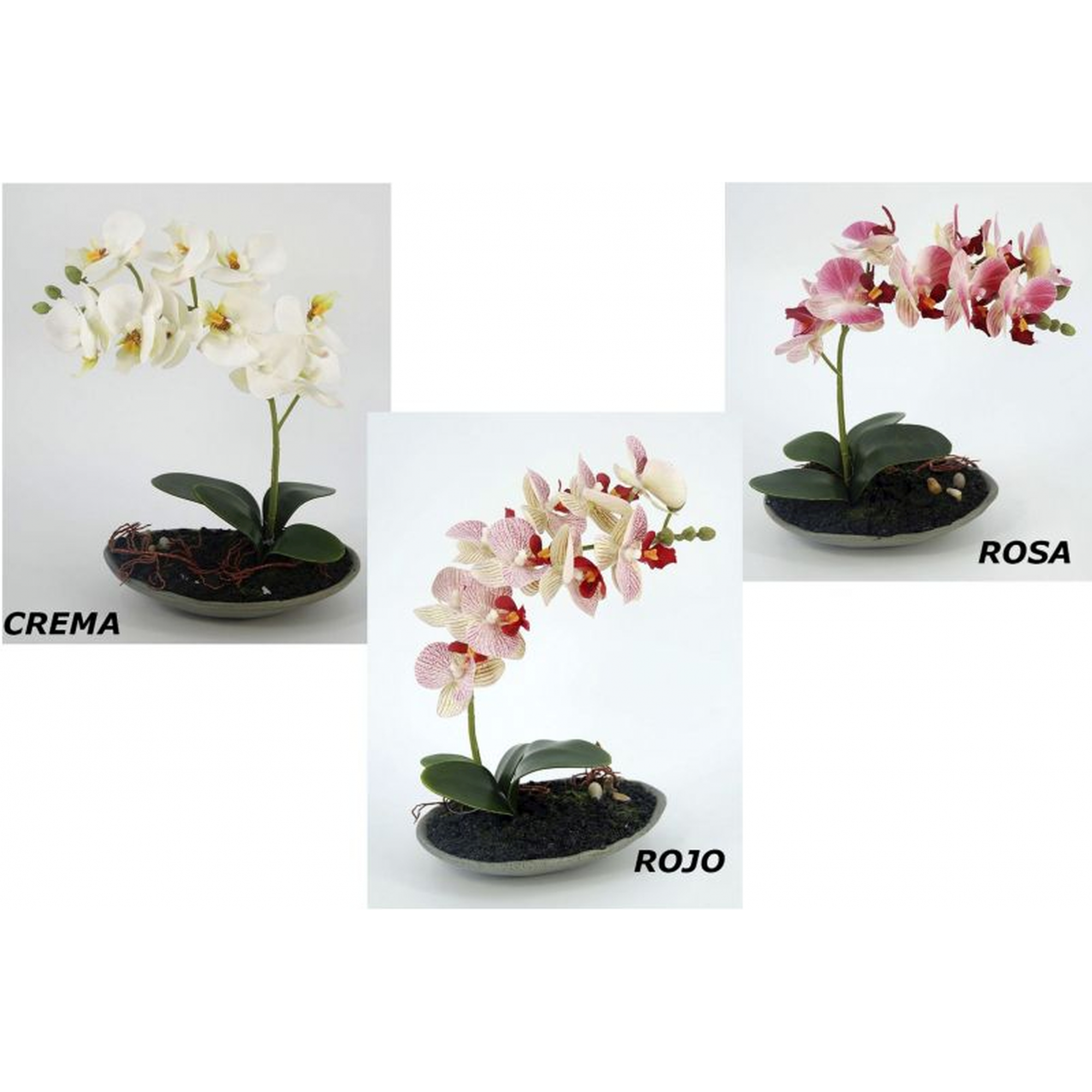 PLANTA 965 -26x18 ORQUIDEA-