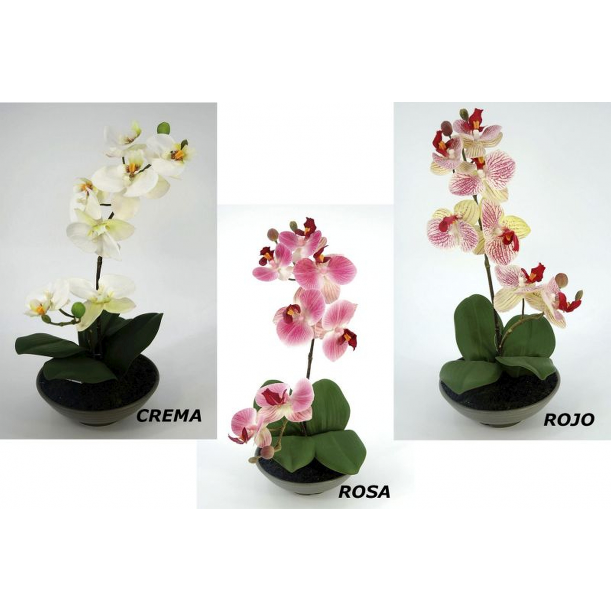PLANTA 966 -35x14 ORQUIDEA-