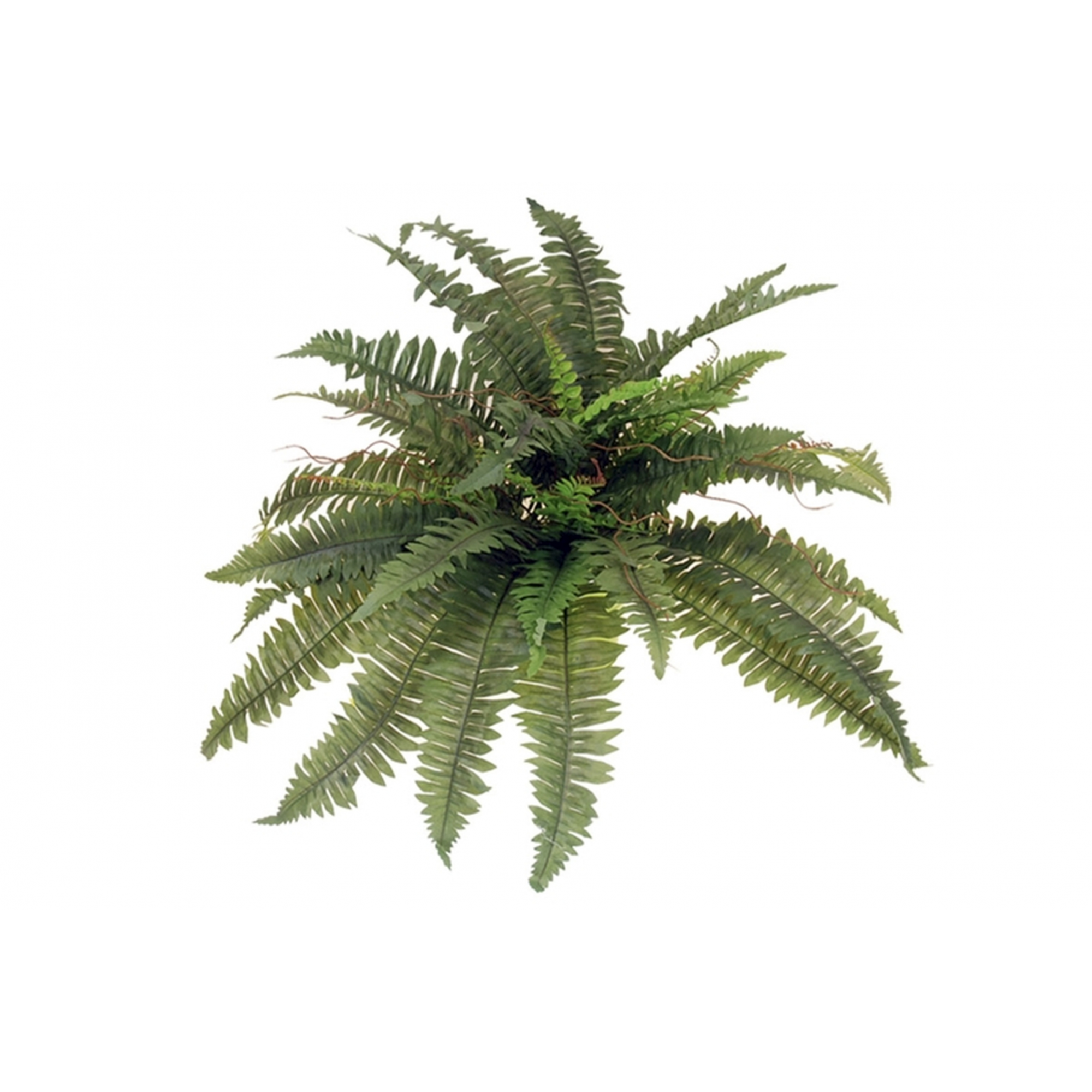 PLANTA 2851 -45 cms. HELECHOx38-
