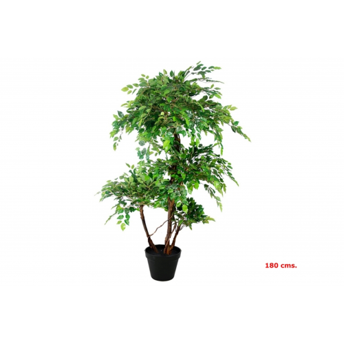 PLANTA 5381 -180 cms. FICUS x4-