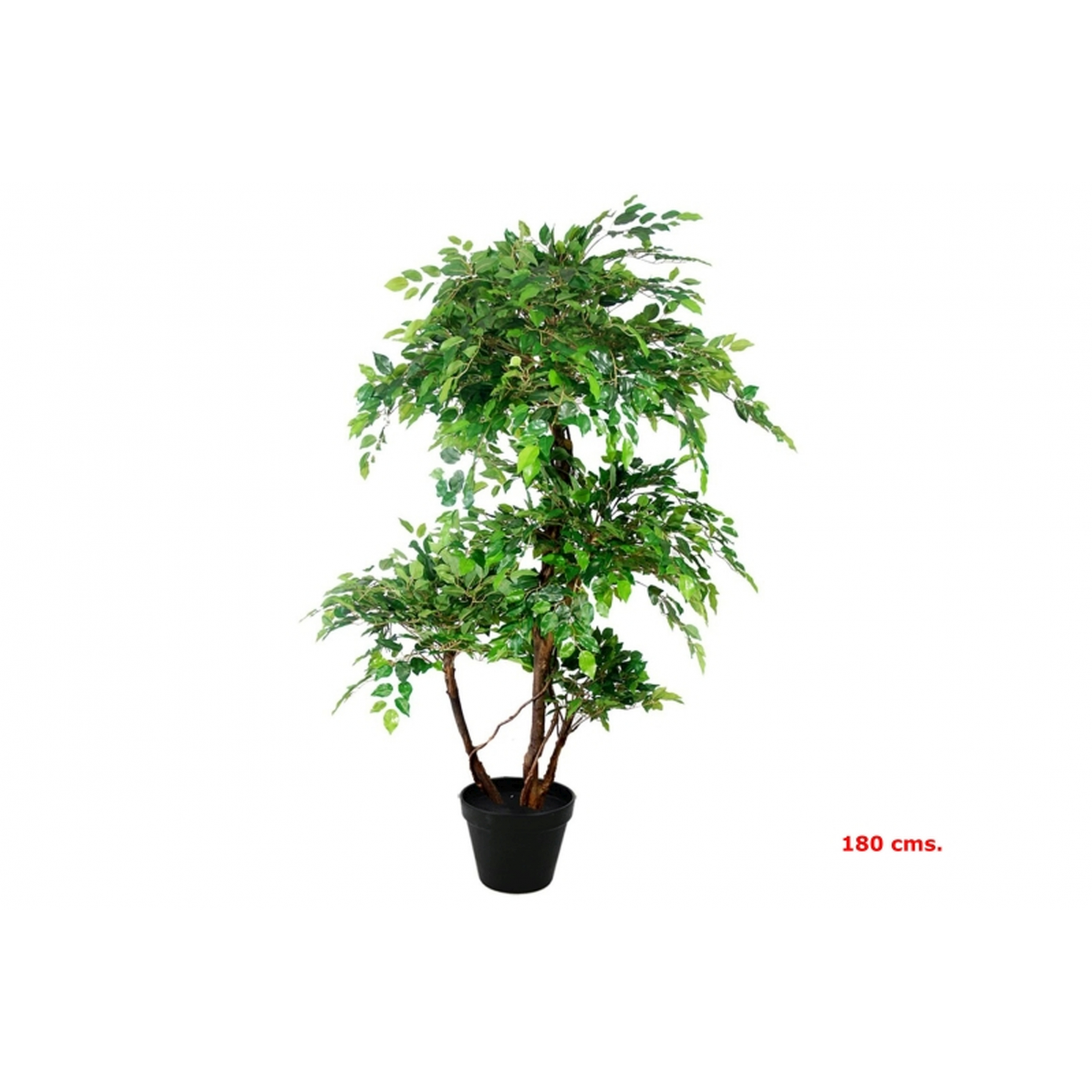 PLANTA 5381 -180 cms. FICUS x4-