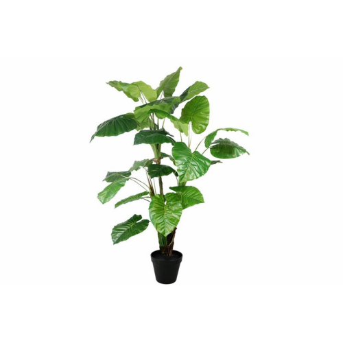 PLANTA 5421 -160 cms. COLACASIA-