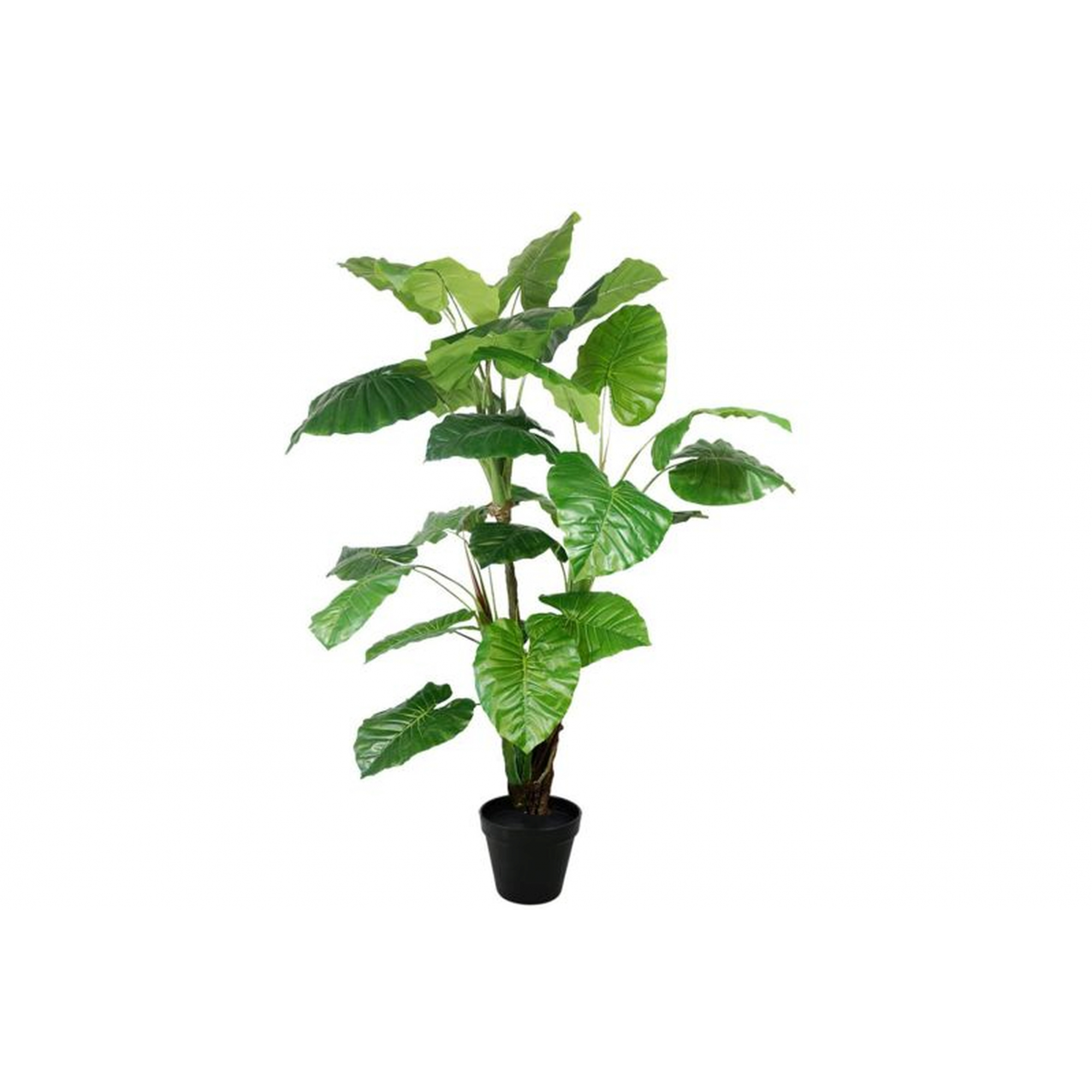 PLANTA 5421 -160 cms. COLACASIA-