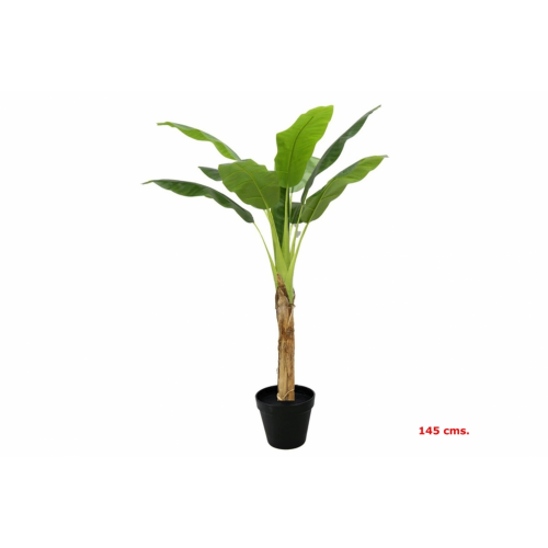 PLANTA 6531 -145 cms. PLATANERA x1-