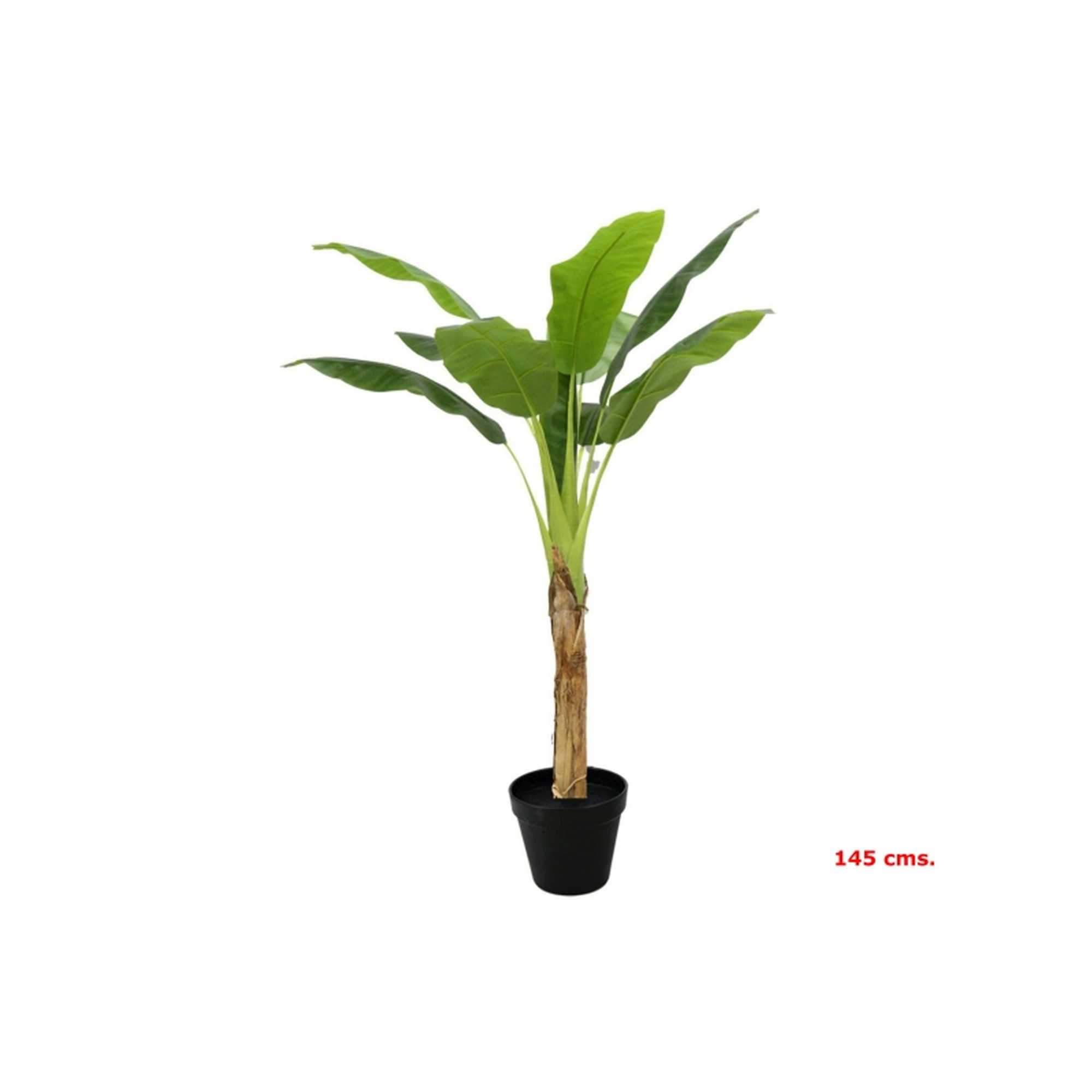 PLANTA 6531 -145 cms. PLATANERA x1-