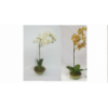 CENTRO 1786 -55x15 ORQUIDEA-