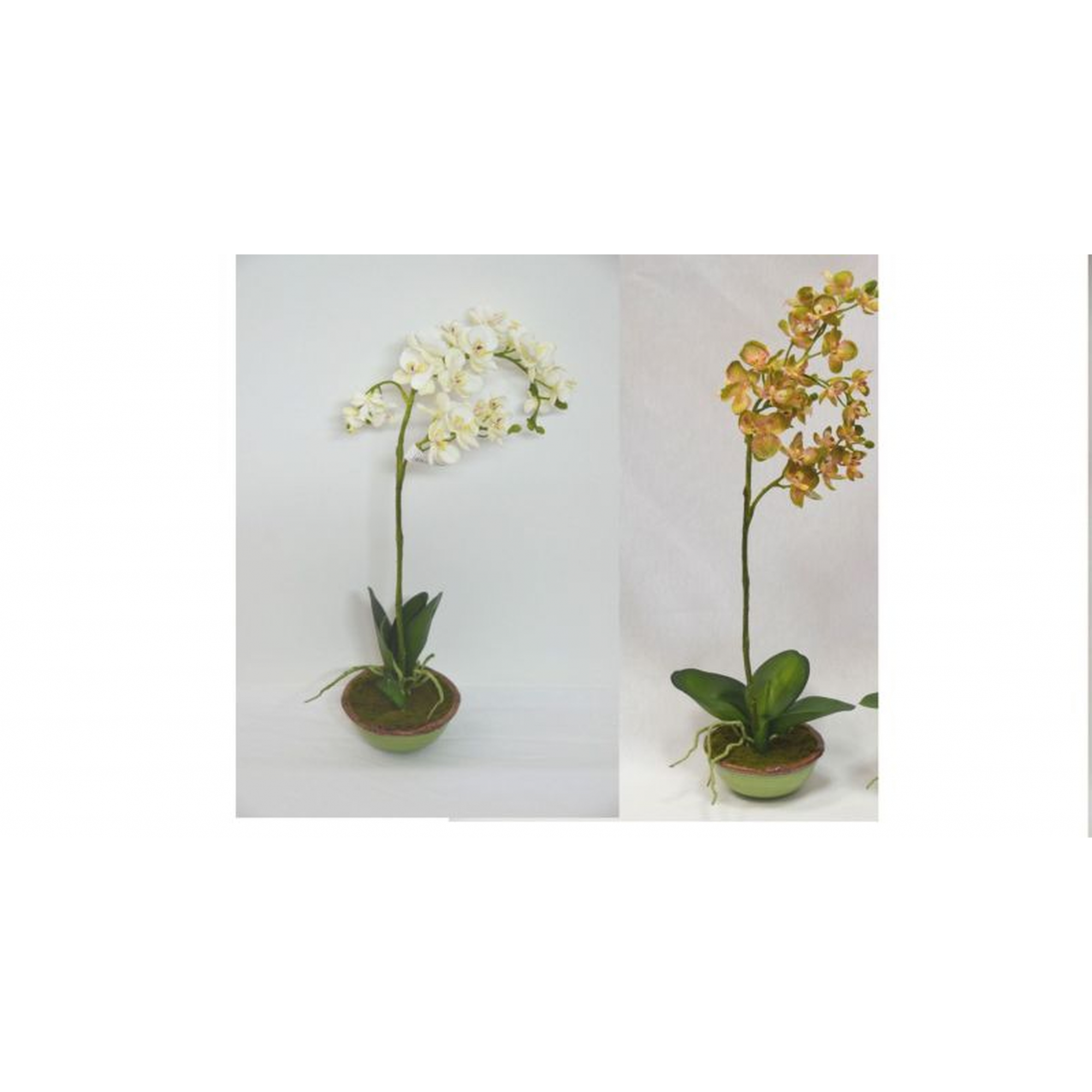 CENTRO 1786 -55x15 ORQUIDEA-