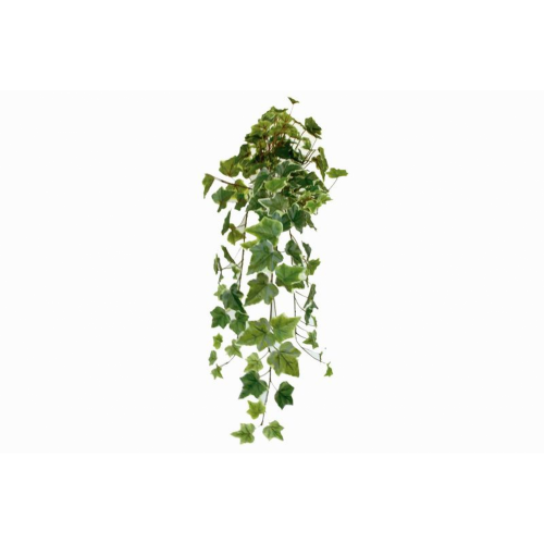 PLANTA 4075 -56 cms. HIEDRA BICOLOR-