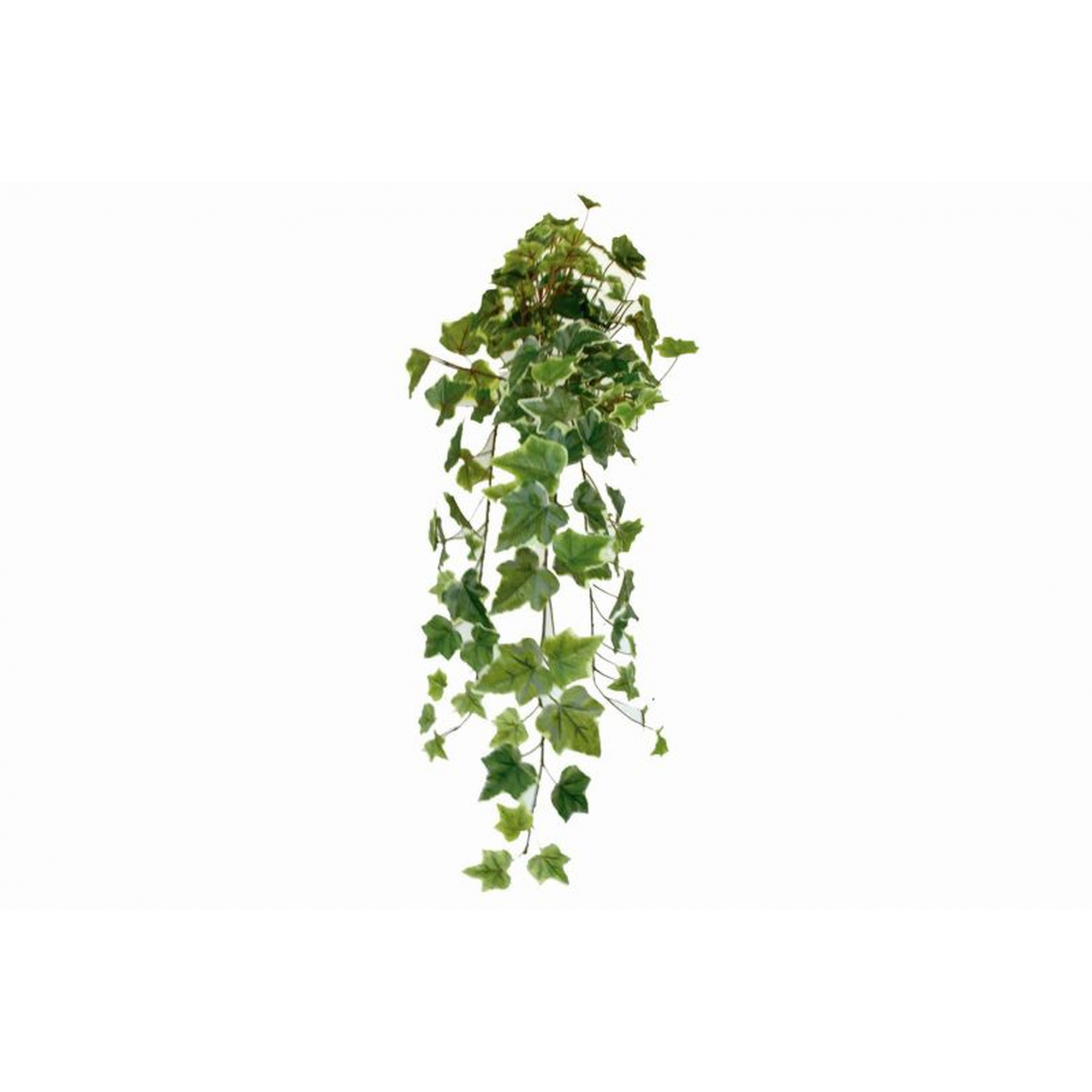 PLANTA 4075 -56 cms. HIEDRA BICOLOR-