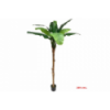 PLANTA 7071 -200 cms. PLATANERO-